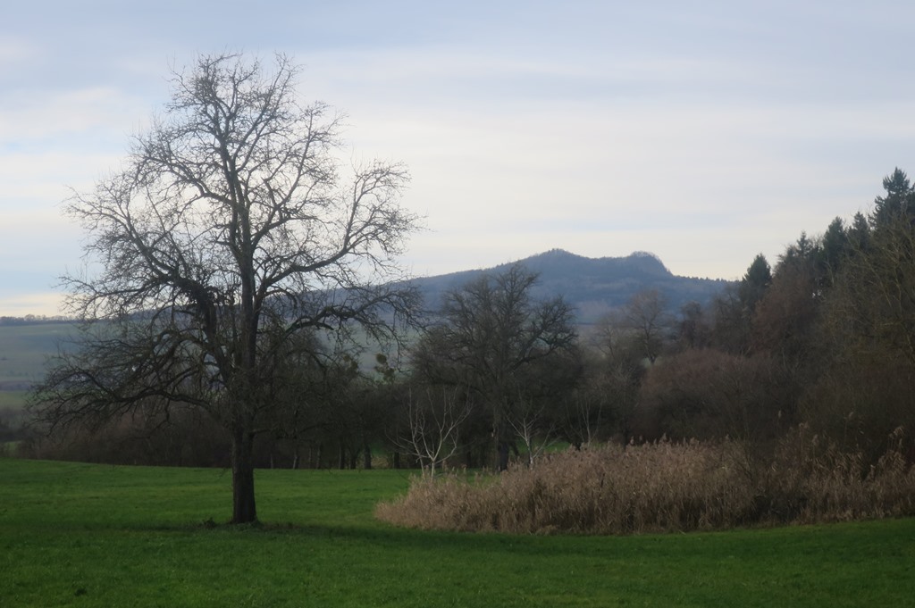 2014-12-22_3609_Hohentwiel_Baum+Hohenstoffeln_khu
