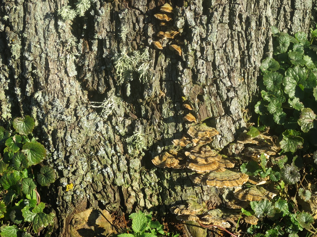 2014-12-23_3644_Homburg_Baumrinde+Pilze_khu