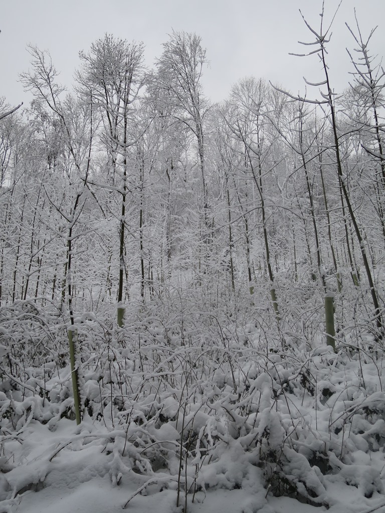 2014-12-28_3680_Hohenstoffeln_verschneiterWald_khu