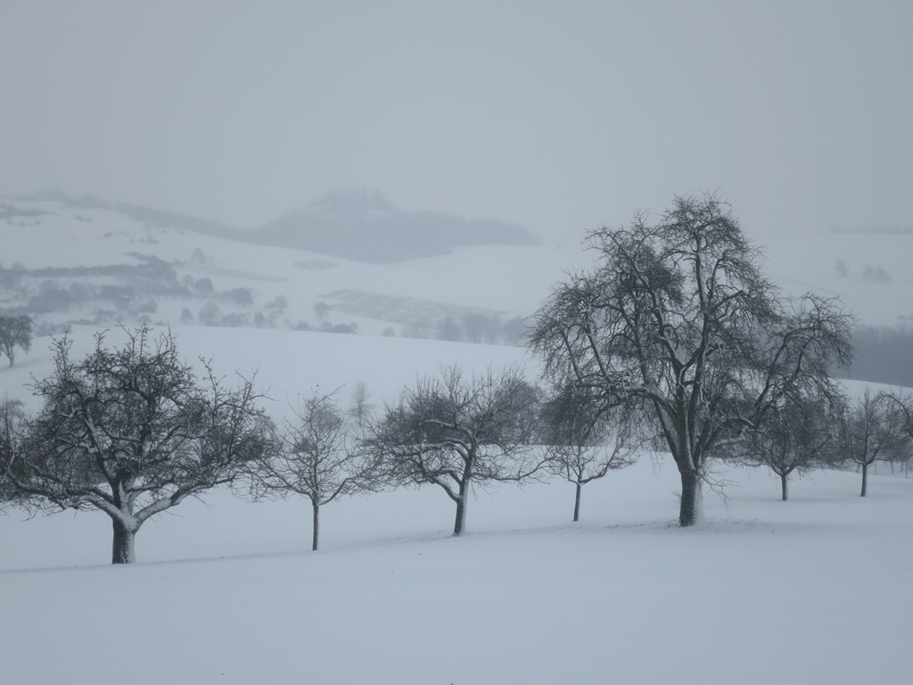 2014-12-28_3718_Hohenstoffeln_Baeume+Maegdeberg_khu