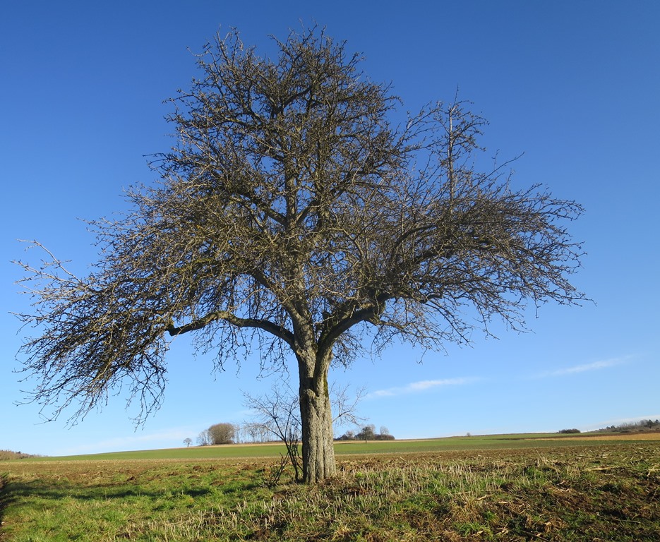 2015-01-13_3833_Hohenstoffeln_ob_Hofwiesen_Baum_khu