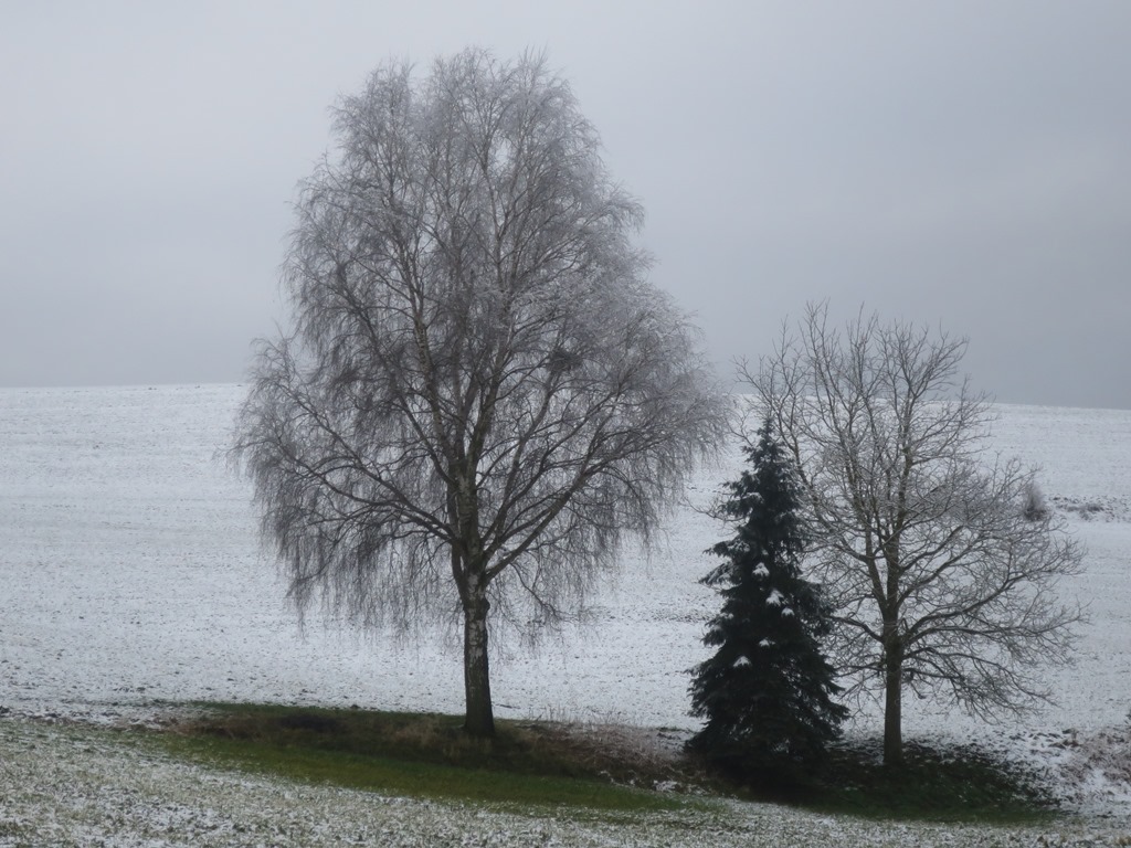 2015-01-18_3858_Duchtlingen_Baumgruppe_khu