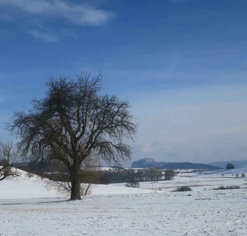 2015-02-04_3938_Sickerberg_Baum+Hohentwiel_khu