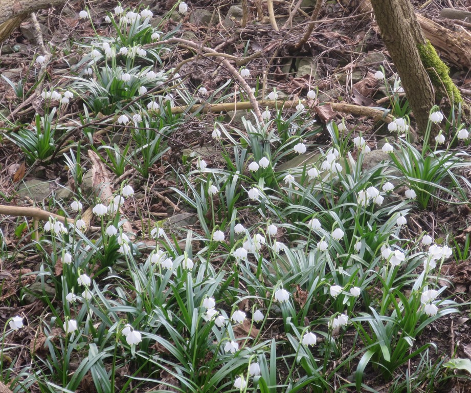 2015-03-12_4088_Maegdeberg_Maerzenbecher_khu