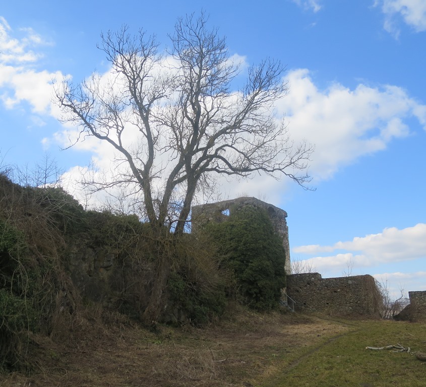 2015-03-12_4098_Maegdeberg_Baum_khu