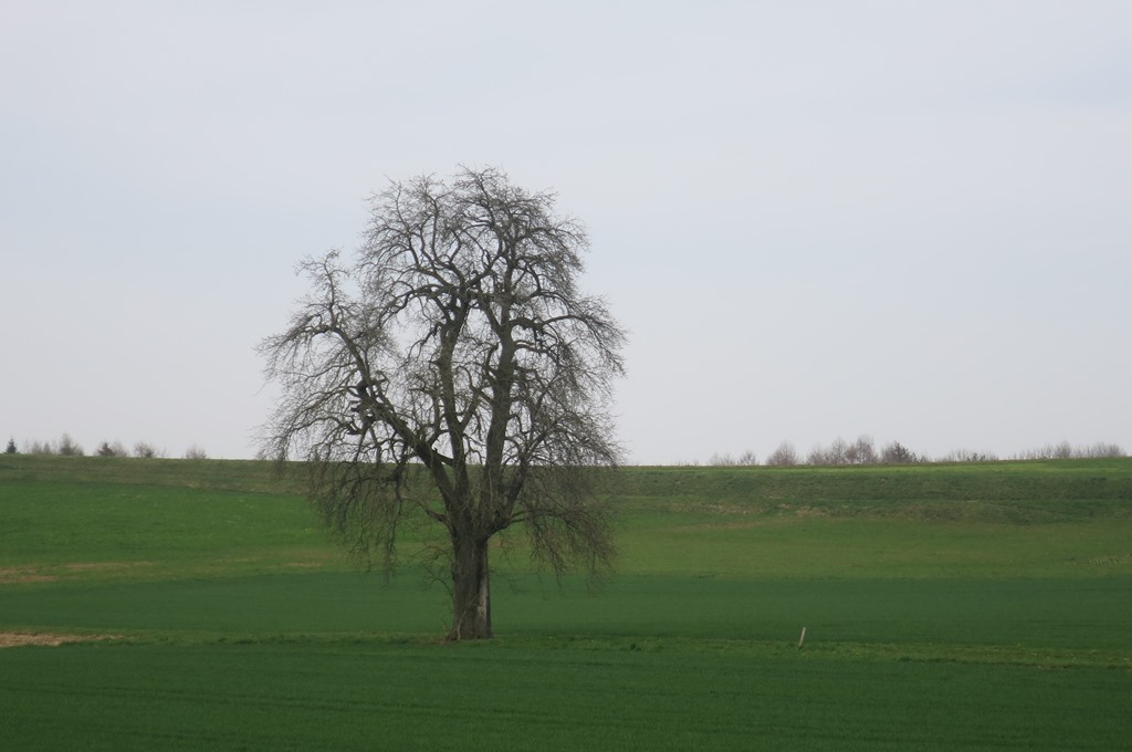 2016-04-02_5935_Homburg_Baum_khu
