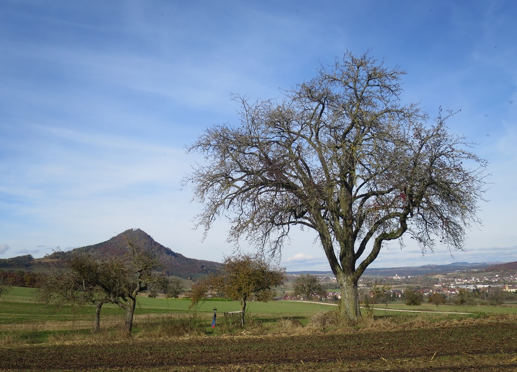 2016-11-03_7520_Goethestein_Baum+Hohenhewen+Welschingen_khu