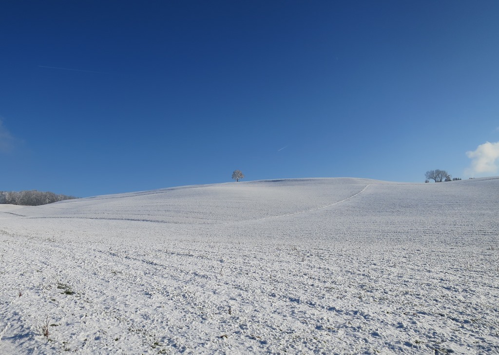 2017-01-03_7846_bei_Duchtlingen_Baum_khu