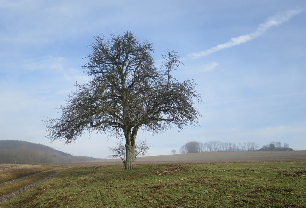 2017-02-02_8117_Hohenstoffeln_ob_Hofwiesen_Baum_khu