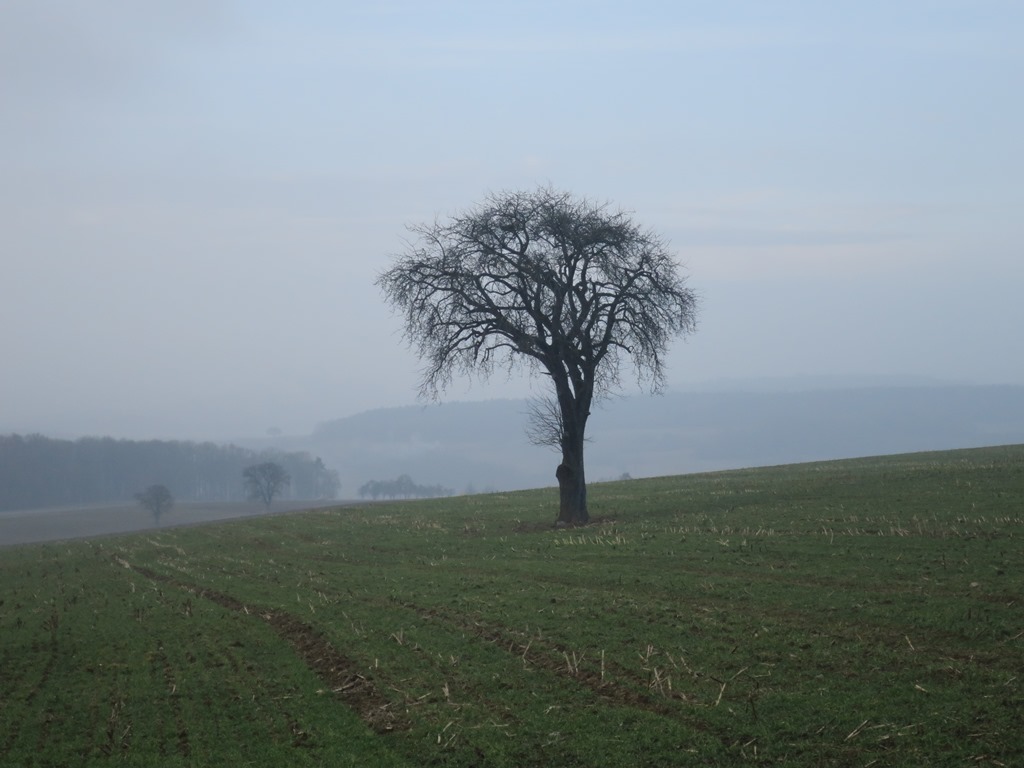 2017-02-11_8203_Hohenstoffeln_Baum_khu