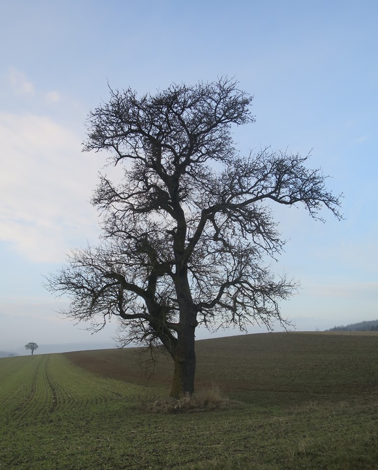 2017-02-11_8209_Hohenstoffeln_Baum_khu