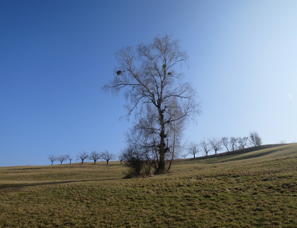 2017-02-15_8228_Philippsberg_Birke+Misteln_khu