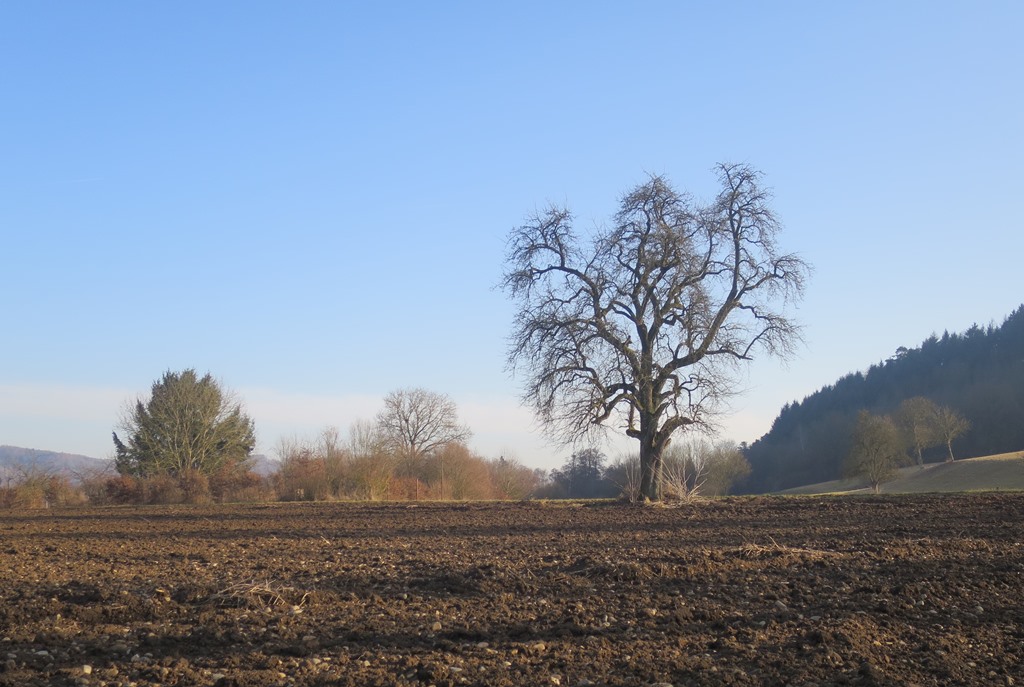 2017-02-16_8318_SteisslingerSee_Baum_khu