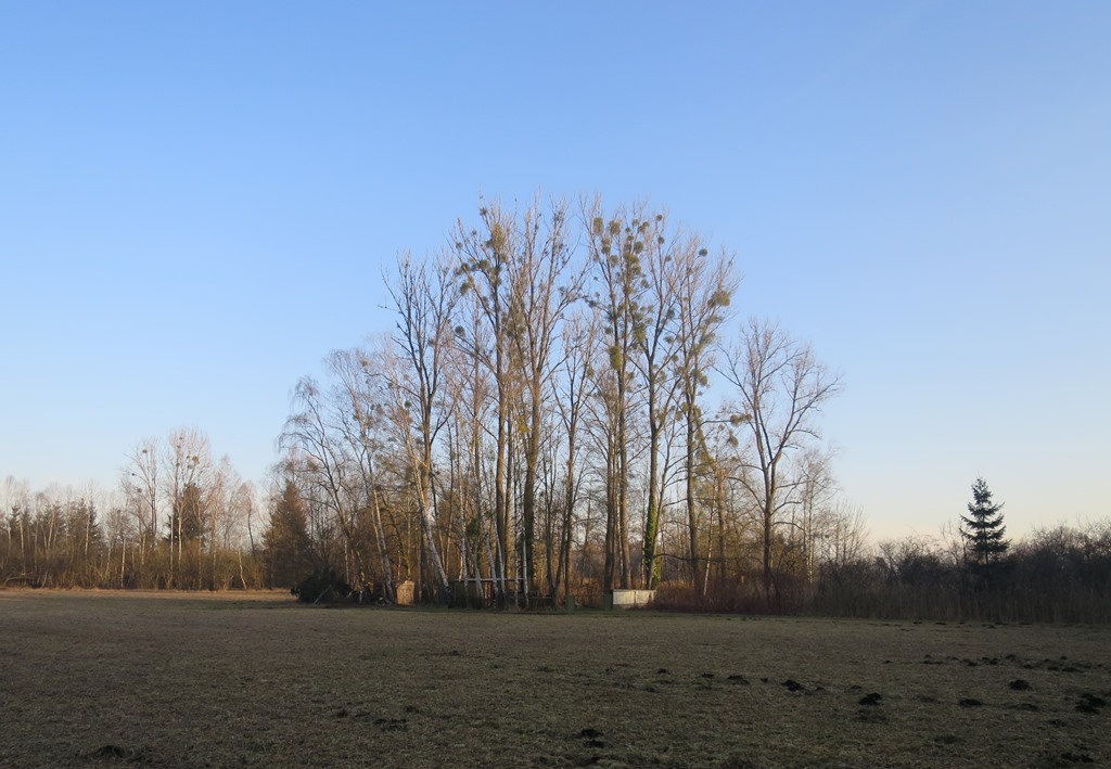 2017-02-16_8329_BoehringerSee_Baumgruppe+Misteln_khu