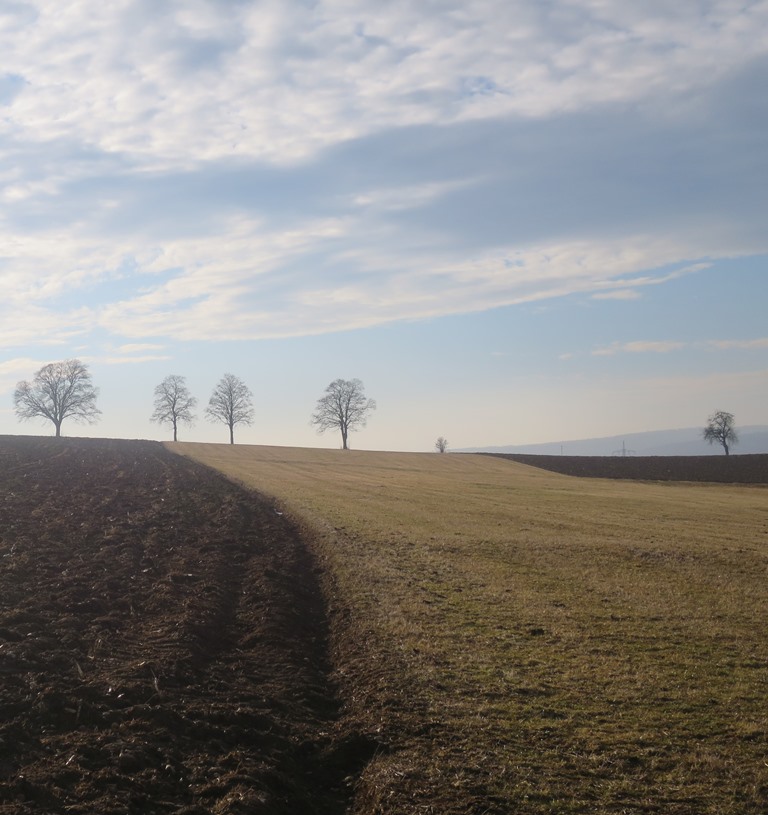 2017-02-19_8376_alterPostweg_Baeume_khu