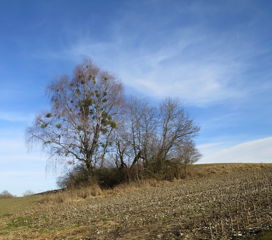 2017-03-02_8590_bei_Eigeltingen_Baumgruppe_khu