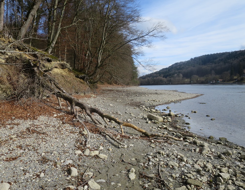 2017-03-05_8618_Gailingen_Rhein_toterBaum_khu