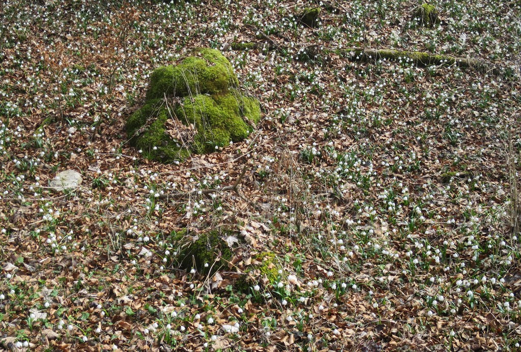2017-03-11_8644_WasserburgerTal_Maerzenbecher_khu