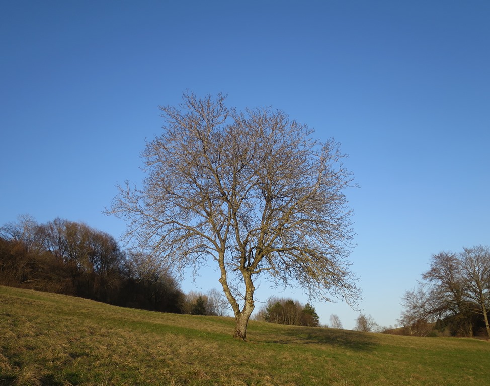 2017-03-12_8670_Oehningen_Baum_khu