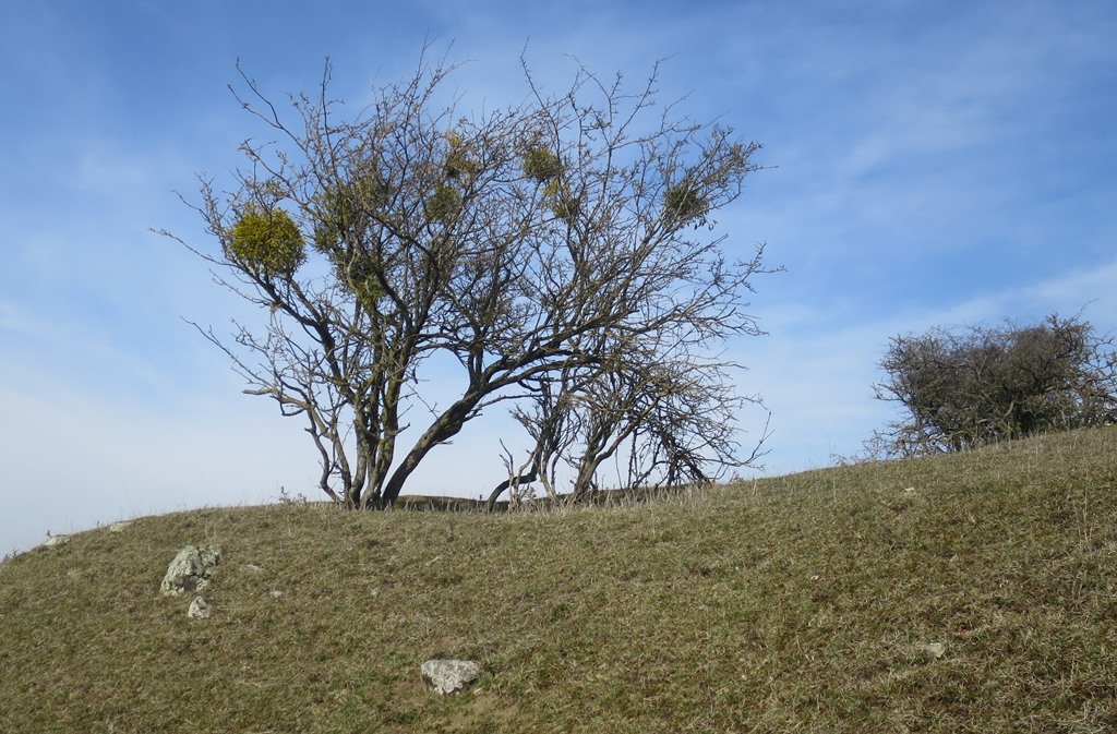 2017-03-13_8676_Hohentwiel_Baum+Misteln_khu