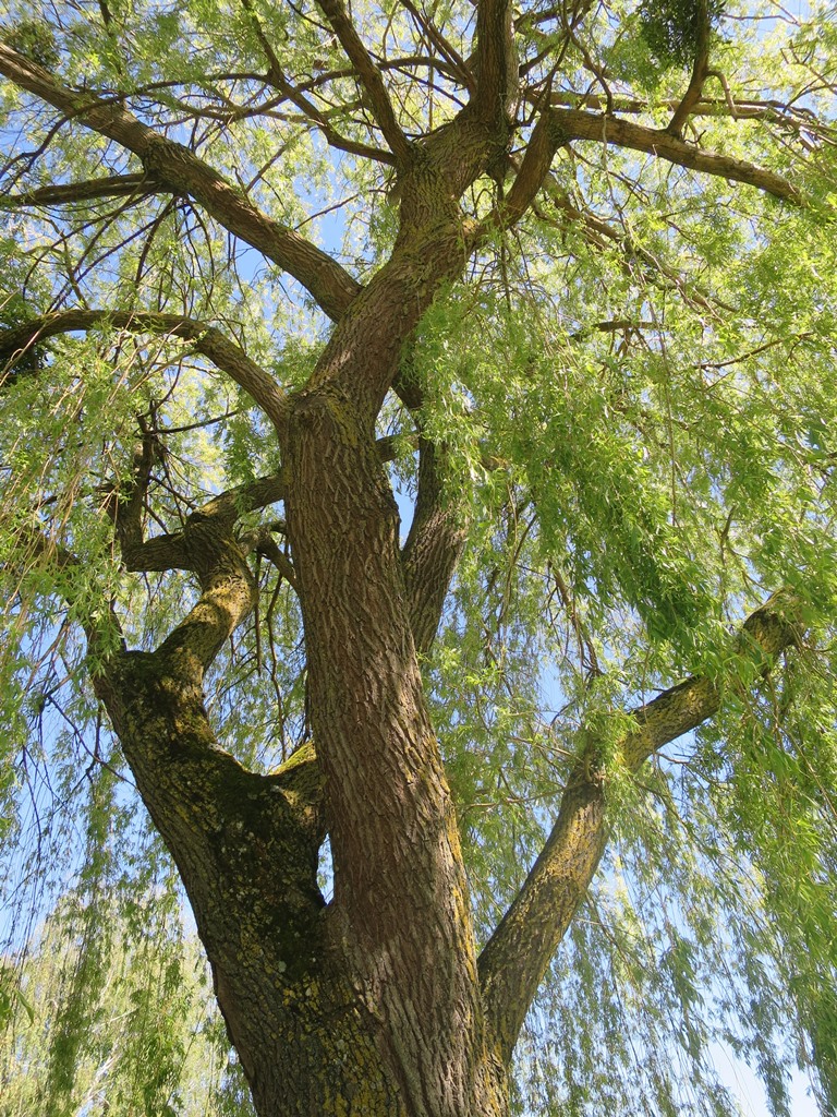 2017-05-10_8934_Hoeri_Wangen_Baum_khu
