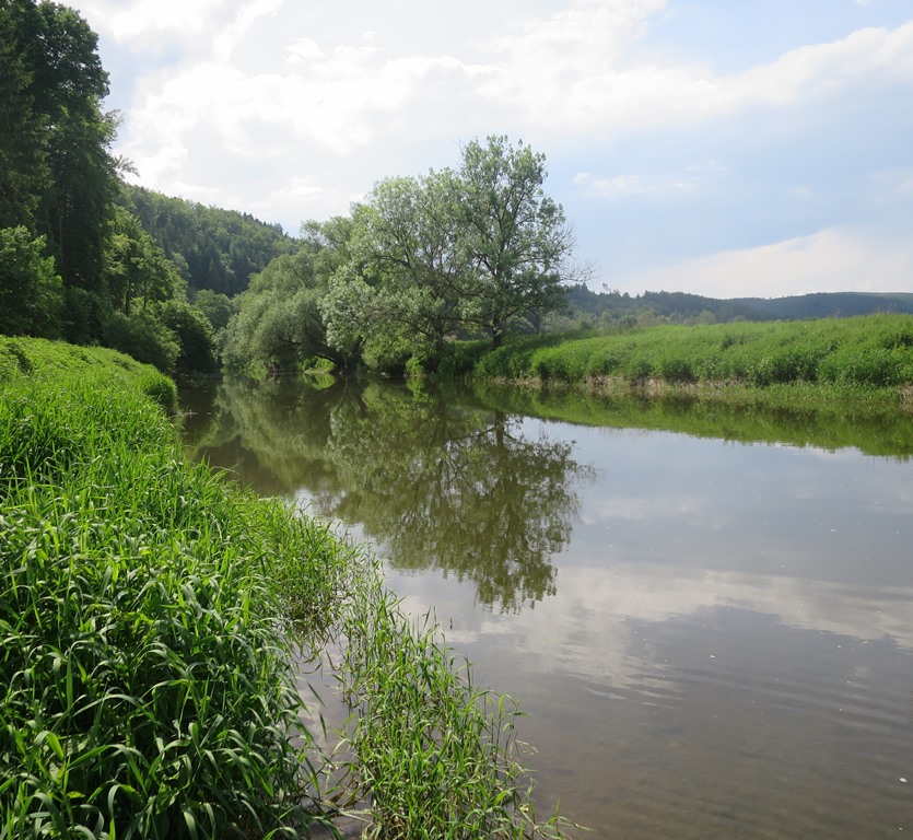 2017-06-03_9085_Immendingen_Donau-Versinkungsstelle_Baeume_khu