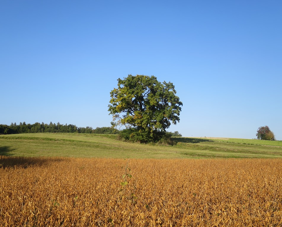 2017-09-25_9648_bei_Aach_Baum_khu