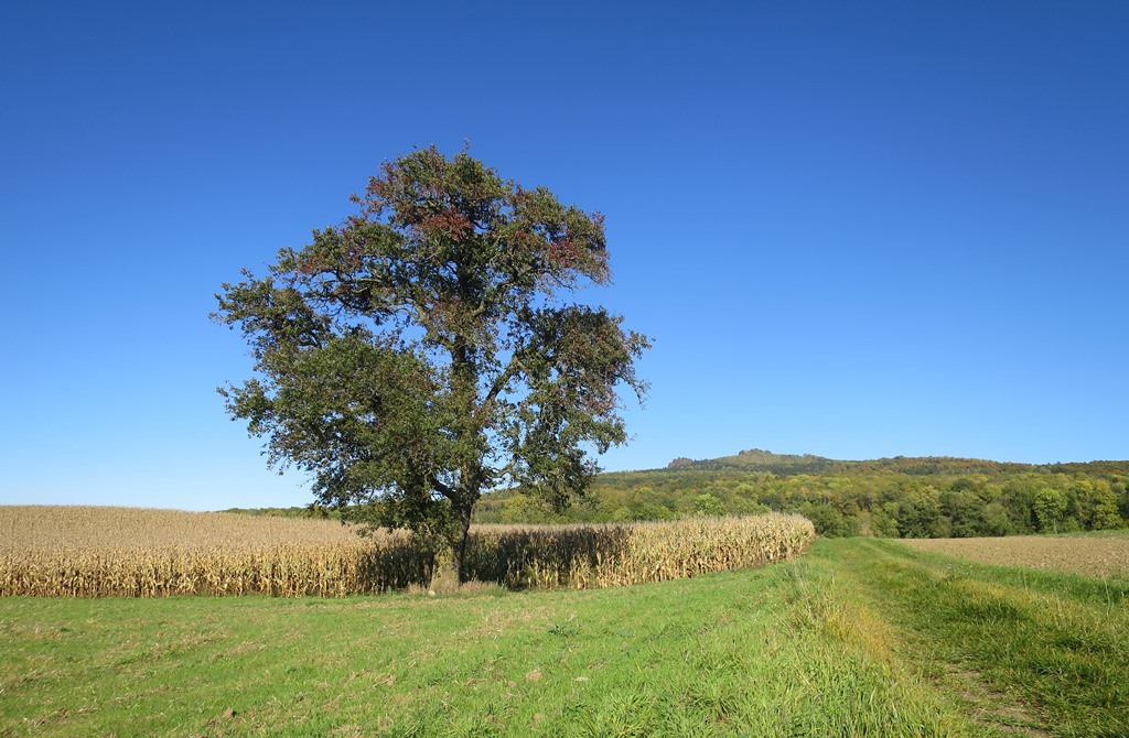2017-10-11_9734_Hohenstoffeln_Baum+Suedgipfel_khu
