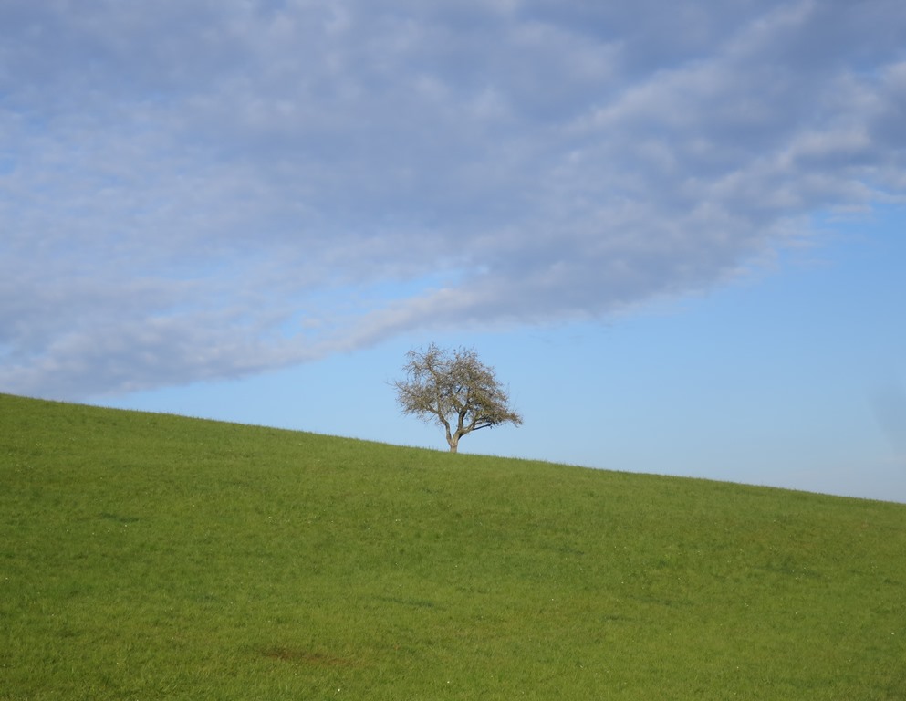 2017-10-31_9811_Hohenstoffeln_ob_Riedheim_Baum_khu