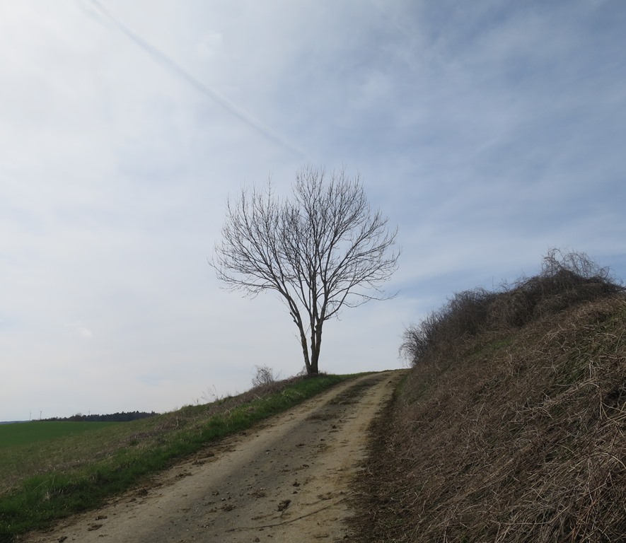 2018-04-03_0064_bei_BinningerSee_Baum_khu