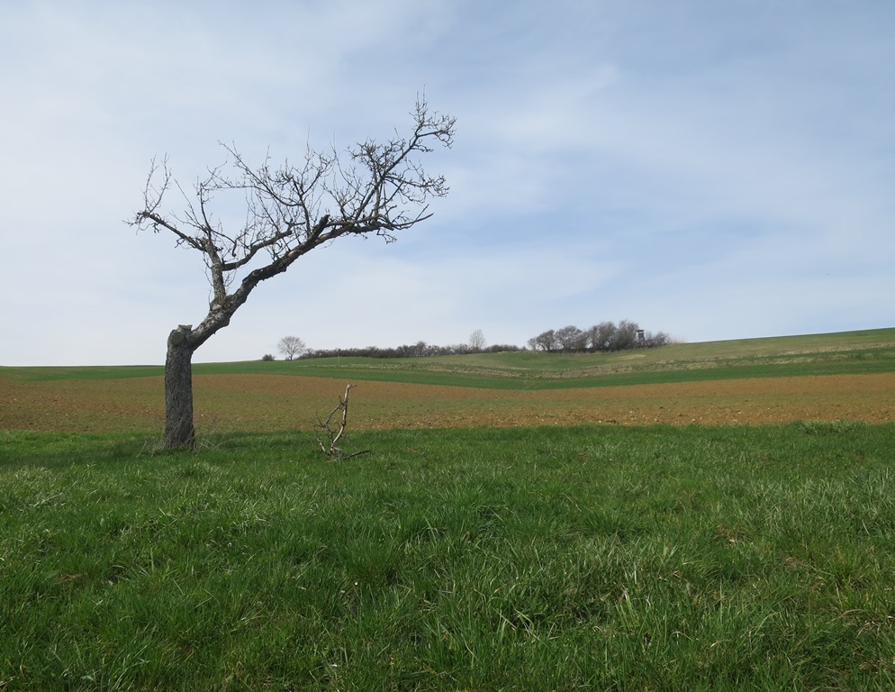 2018-04-03_0069_bei_BinningerSee_Baum_khu