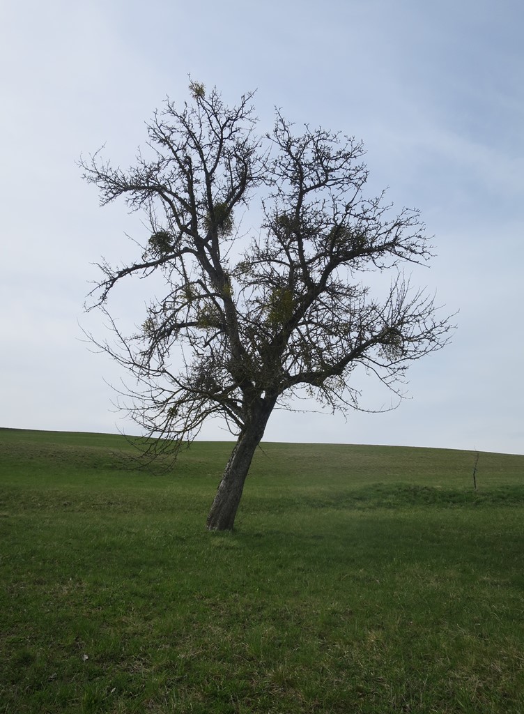 2018-04-03_0075_bei_BinningerSee_Baum_khu