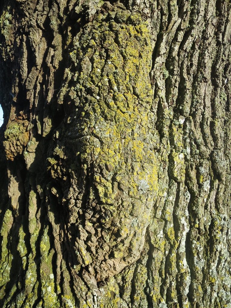 2018-04-07_0126_Schueppeleiche_khu