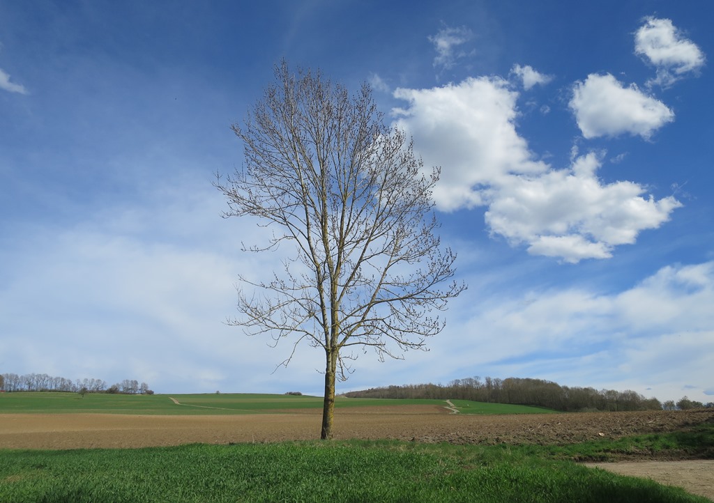 2018-04-12_0186_Hohenstoffeln_ob_Hofwiesen_Baum_khu