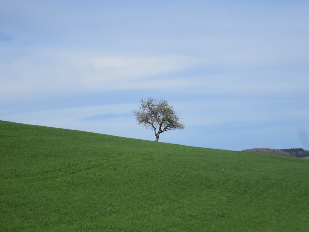 2018-04-12_0193_am_Hohenstoffeln_ob_Riedheim_Baum_khu