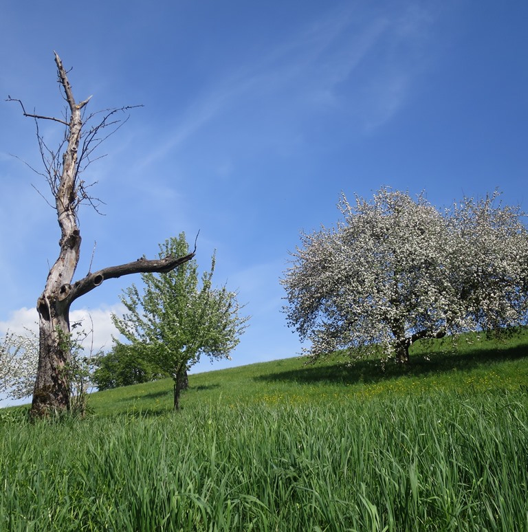 2018-04-24_0349_Weiterdingen_Apfelbaumbluete_khu
