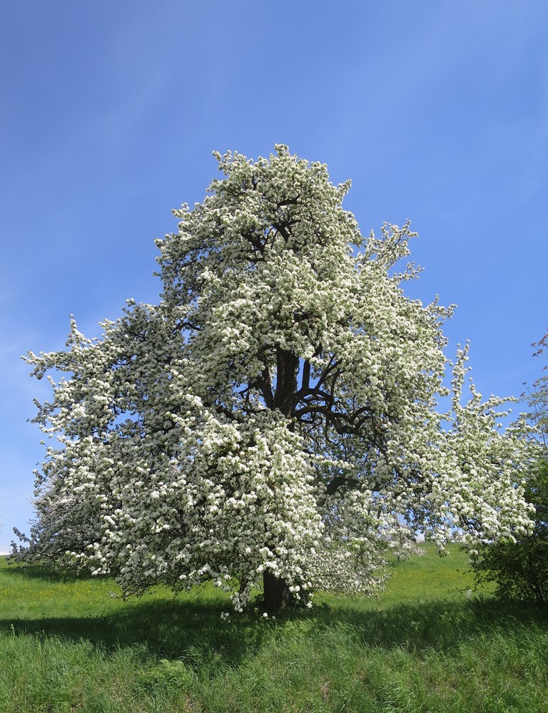2018-04-24_0350_Weiterdingen_Apfelbaumbluete_khu