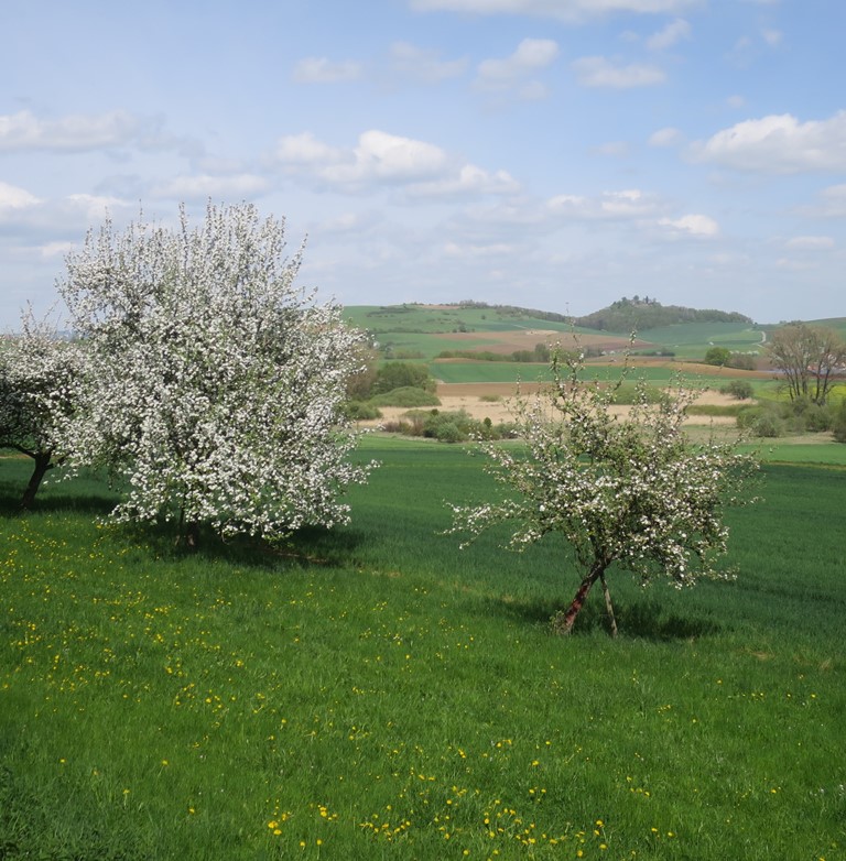 2018-04-24_0353_bei_Weiterdingen_Apfelbaumbluete_khu