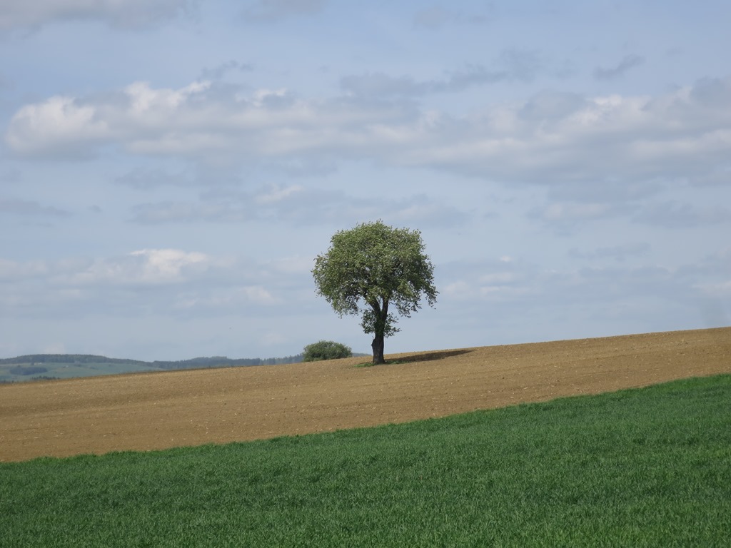 2018-04-24_0355_am_Hohenstoffeln_Baum_khu