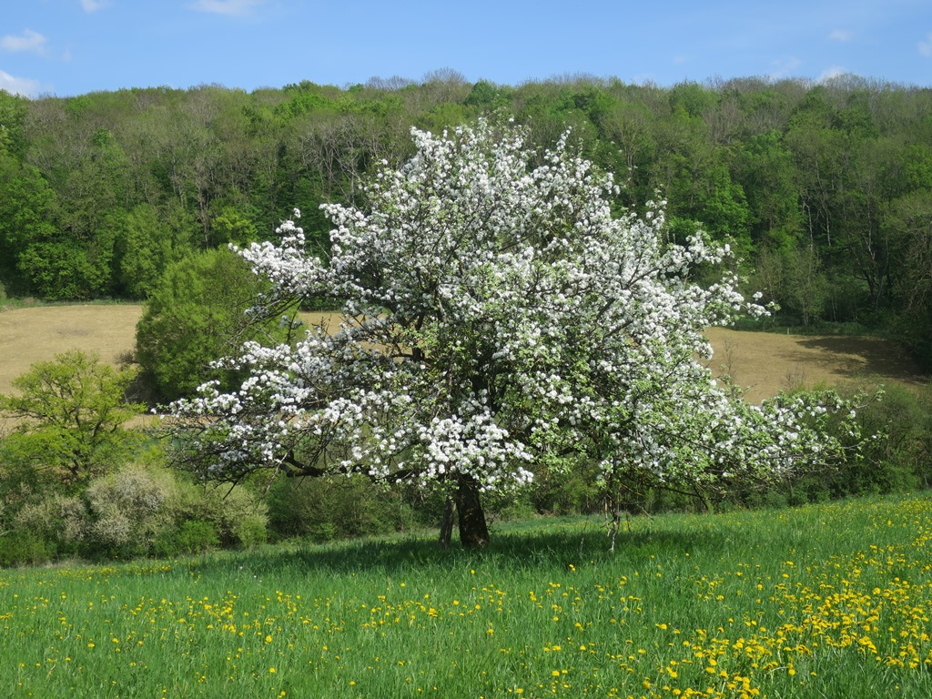 2018-04-24_0361_am_Hohenstoffeln_Apfelbaumbluete_khu