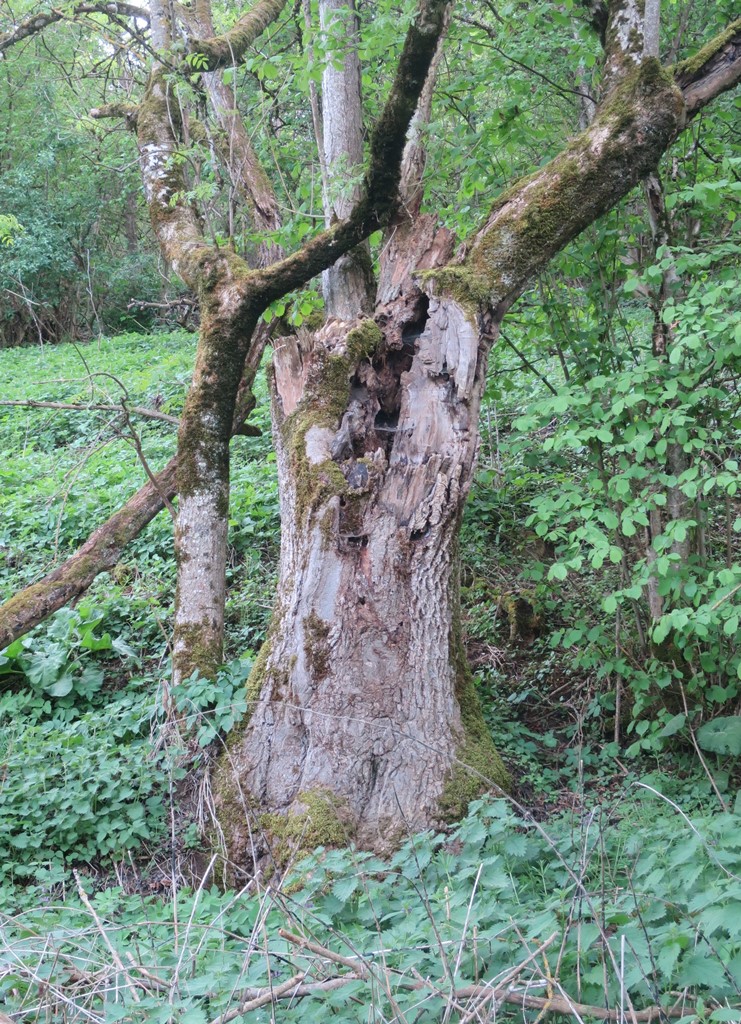 2018-04-25_0379_am_Maegdeberg_Baum_khu