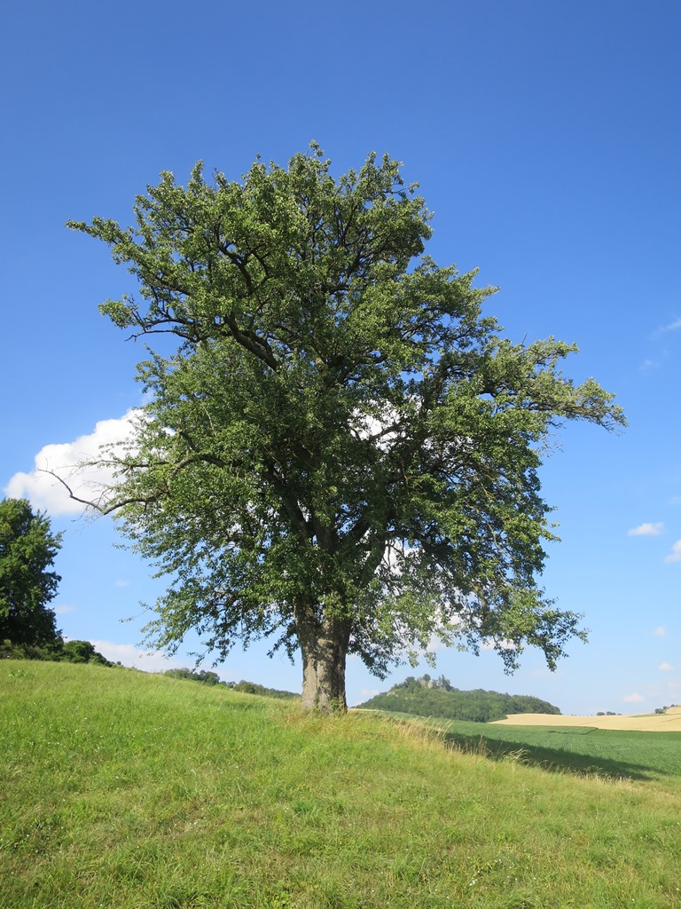 2018-07-11_0761_Sickerberg_Baum_khu