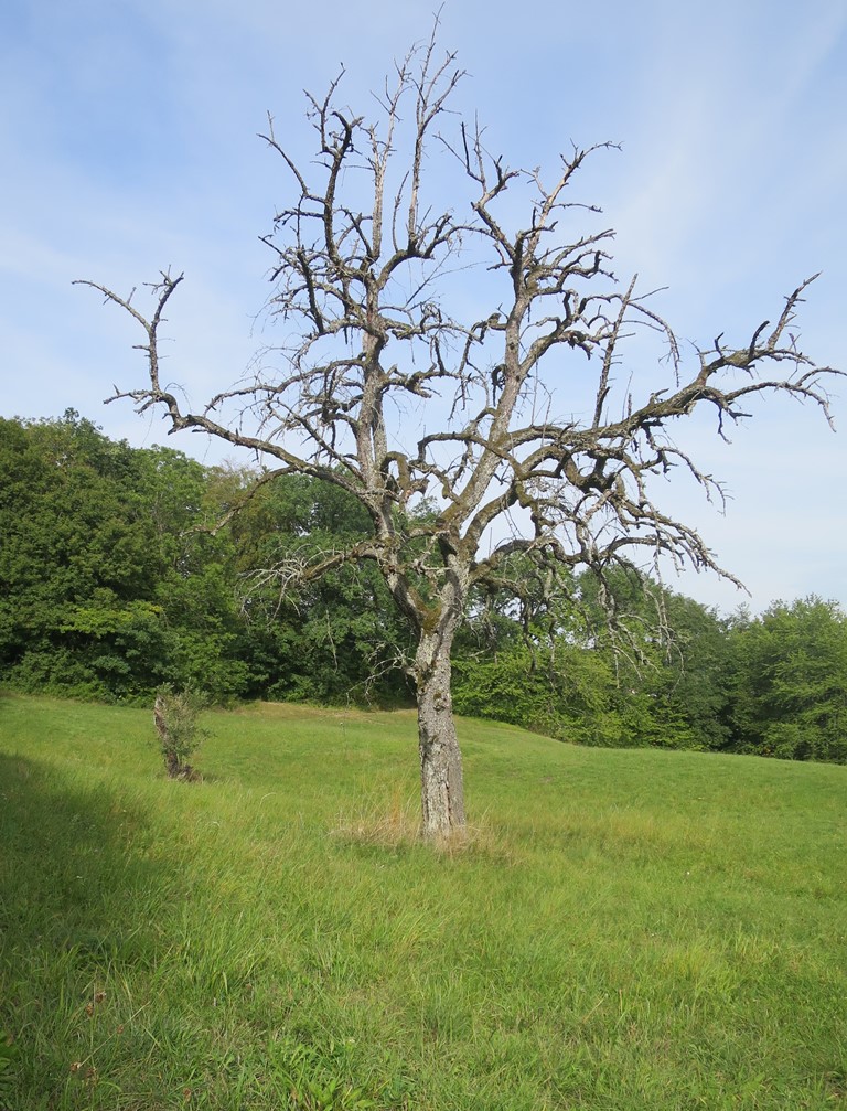 2018-09-10_1171_Hohenhewen_Baum_khu