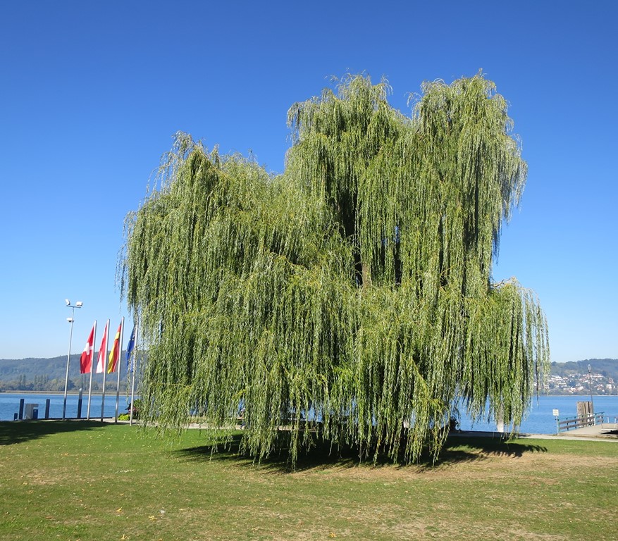 2018-09-27_1436_Bodman_Baum_khu
