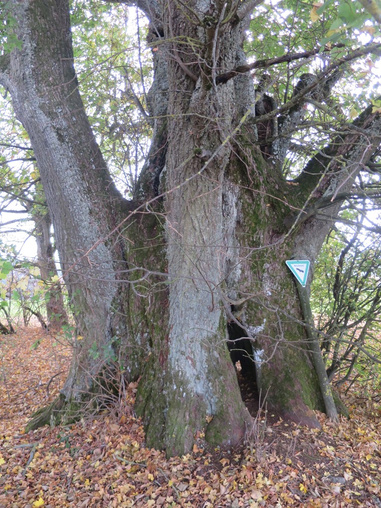 2018-10-23_1600_Windeck_alterBaum_khu