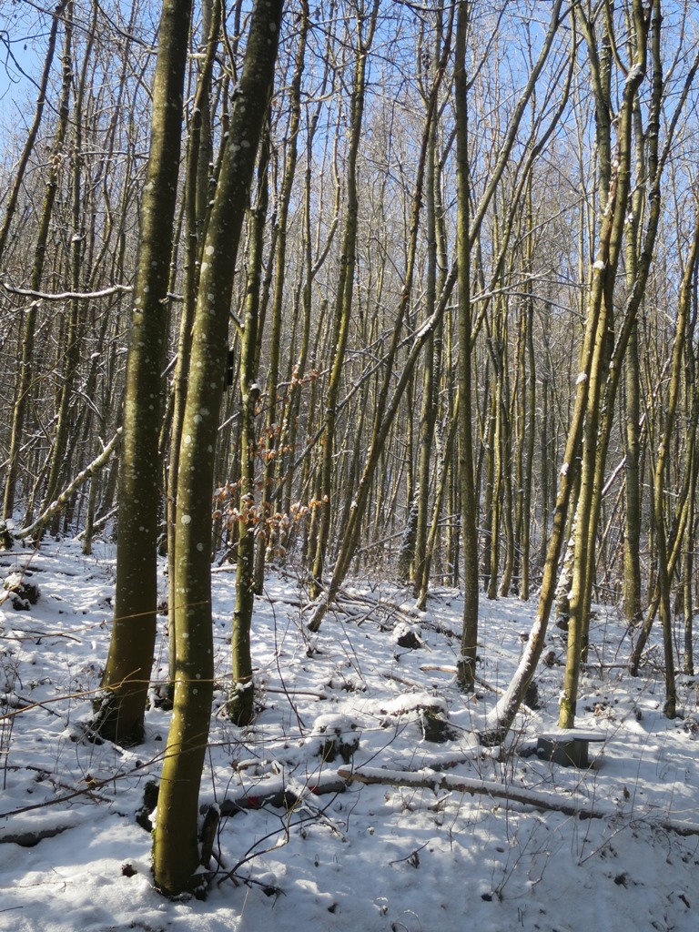 2019-02-04_1751_Hohenstoffeln_Wald_khu