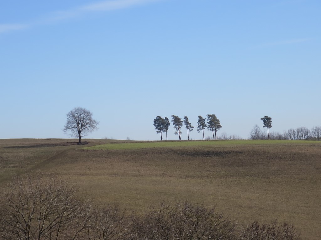 2019-02-17_1816_bei_Duchtlingen_Baeume_khu