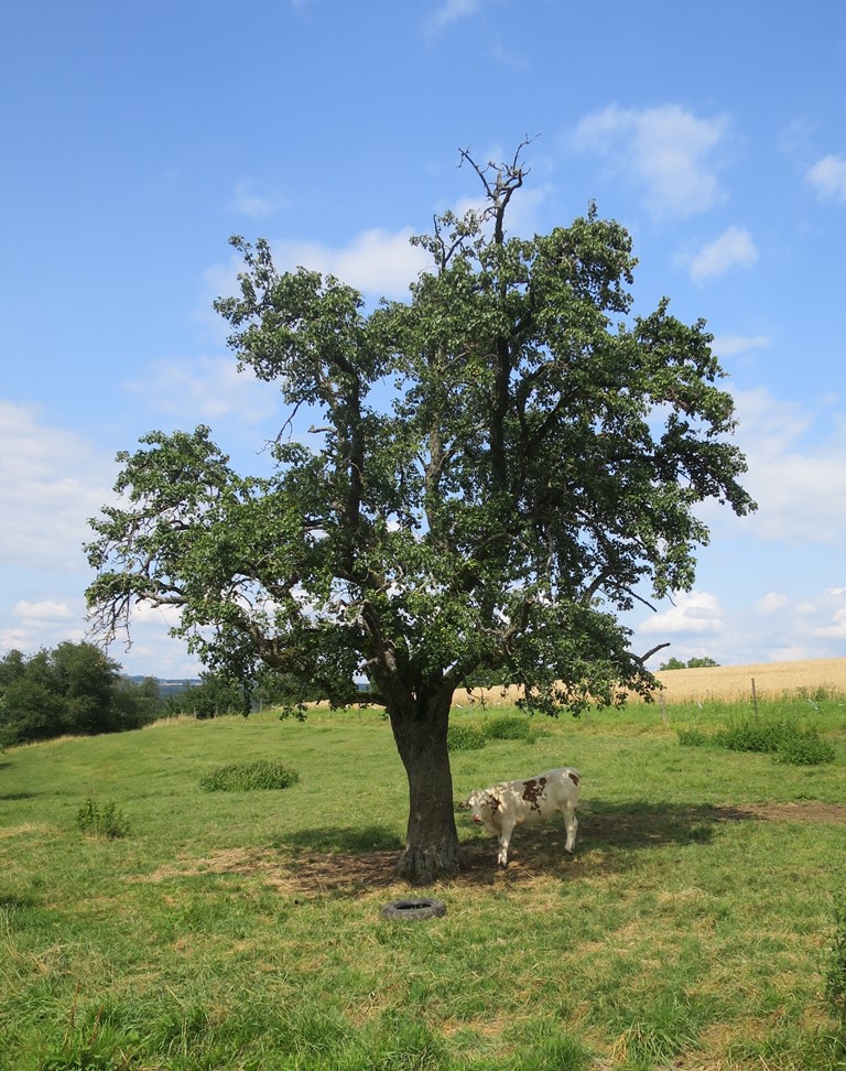 2019-07-13_3502_bei_Galgenkreuz_Baum+Kuh_khu