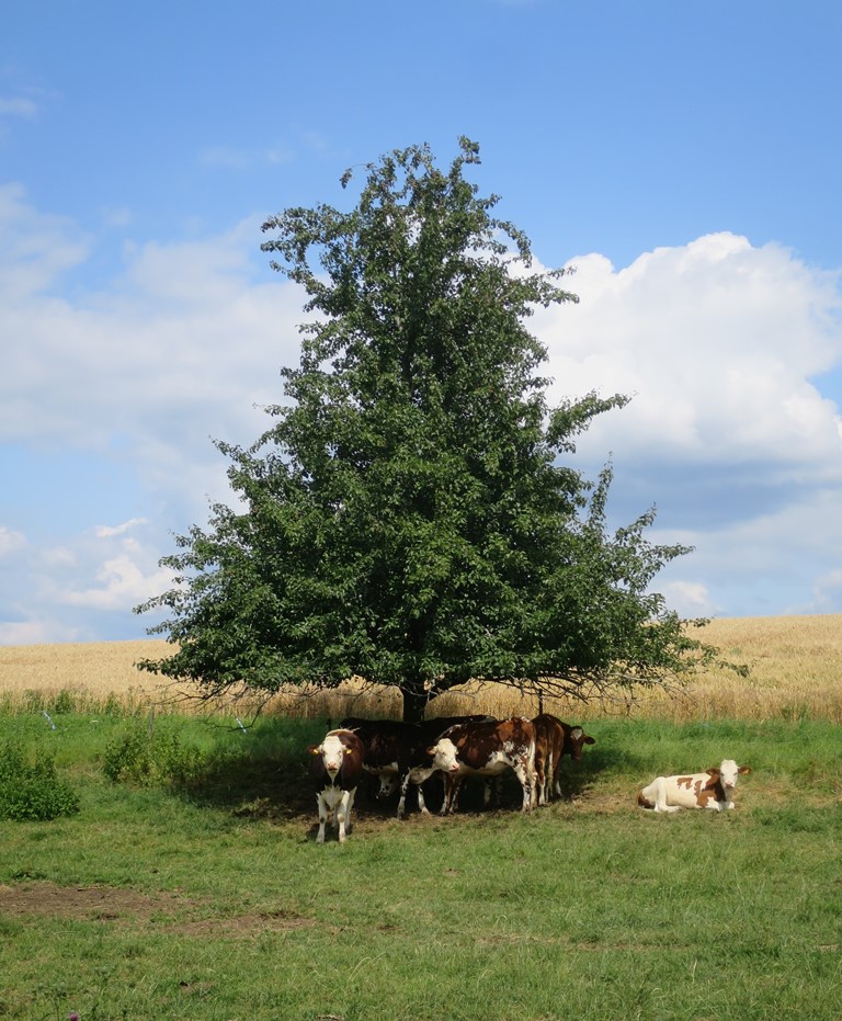 2019-07-13_3504_bei_Galgenkreuz_Baum+Kuehe_khu