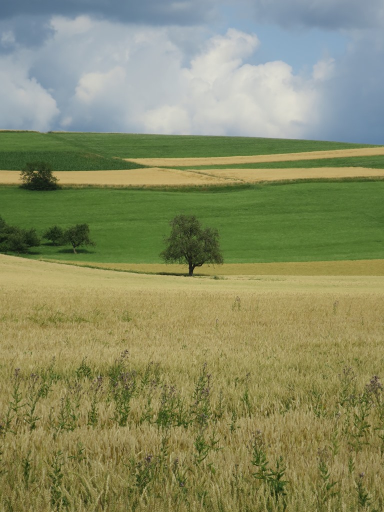 2019-07-13_3580_am_Philippsberg_Baum_khu